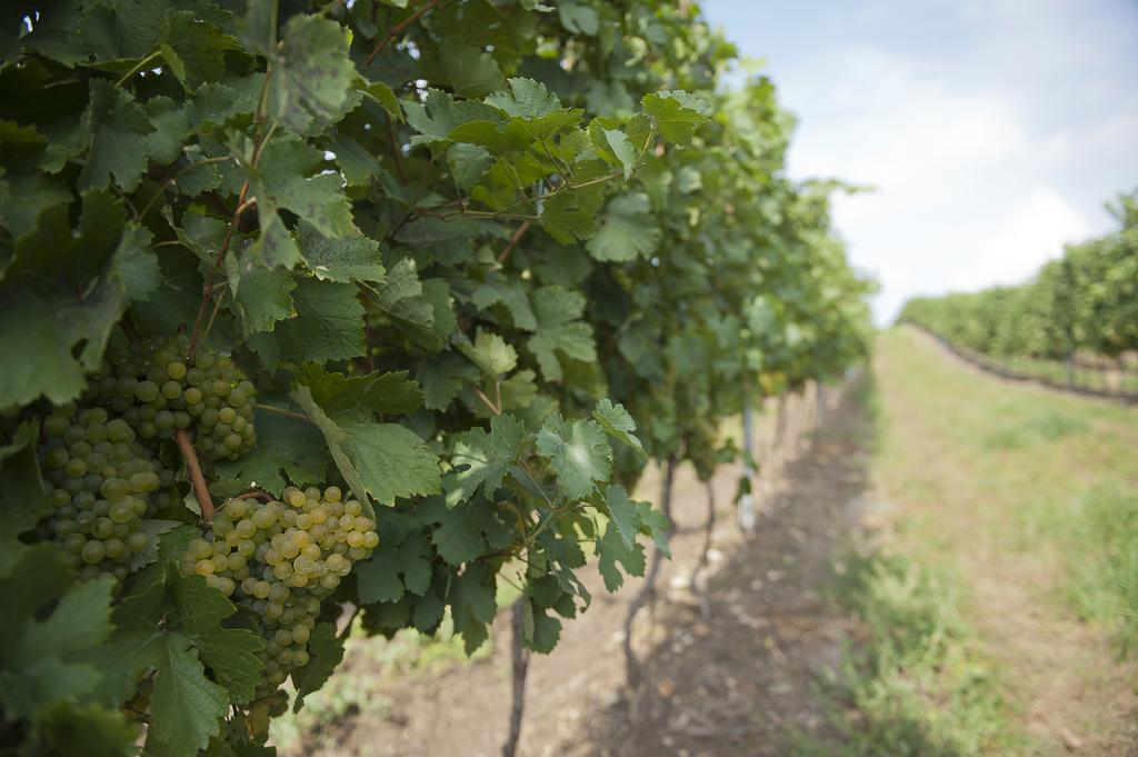 Hotel Weingut Martinshof Sankt Ulrich  Exteriér fotografie